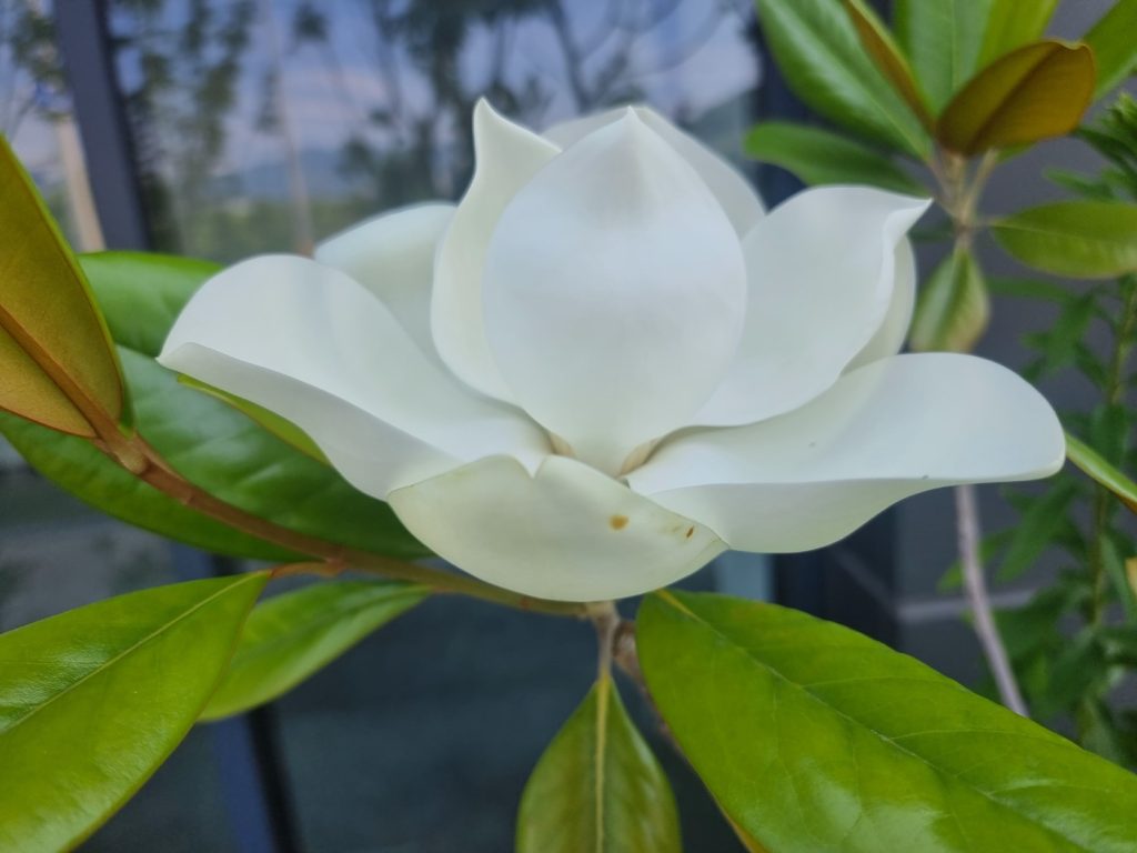 여름 목련이 향이 참 좋아요
